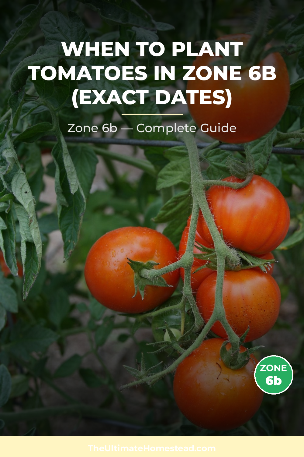 When to Plant Tomatoes in Zone 6b