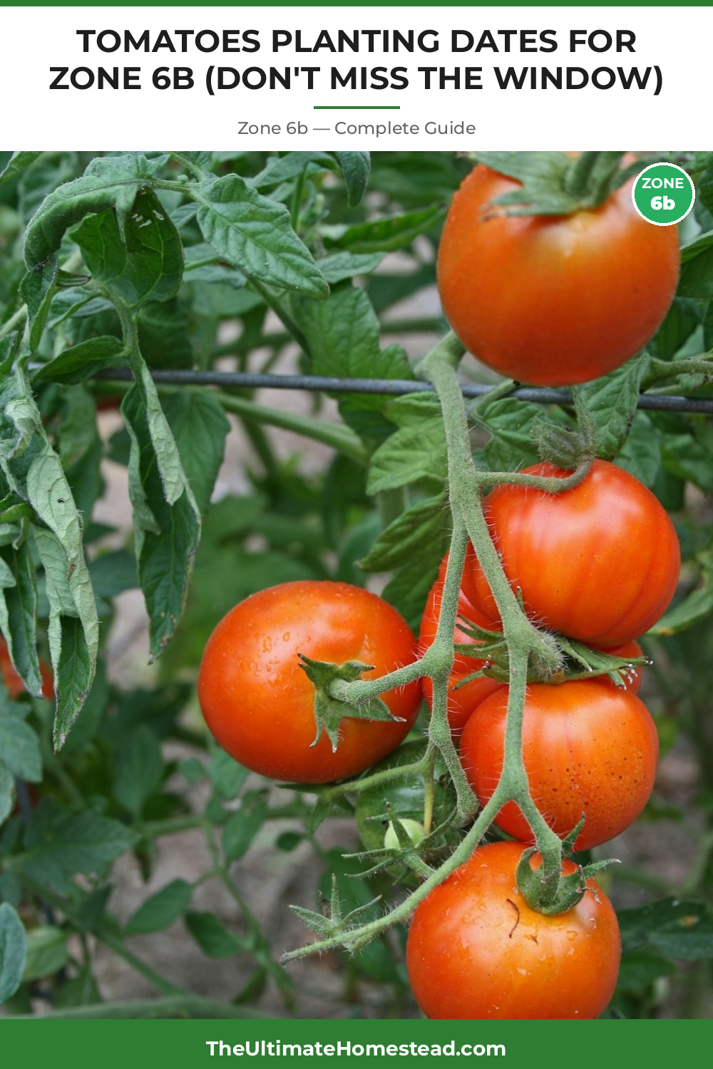 When to Plant Tomatoes in Zone 6b