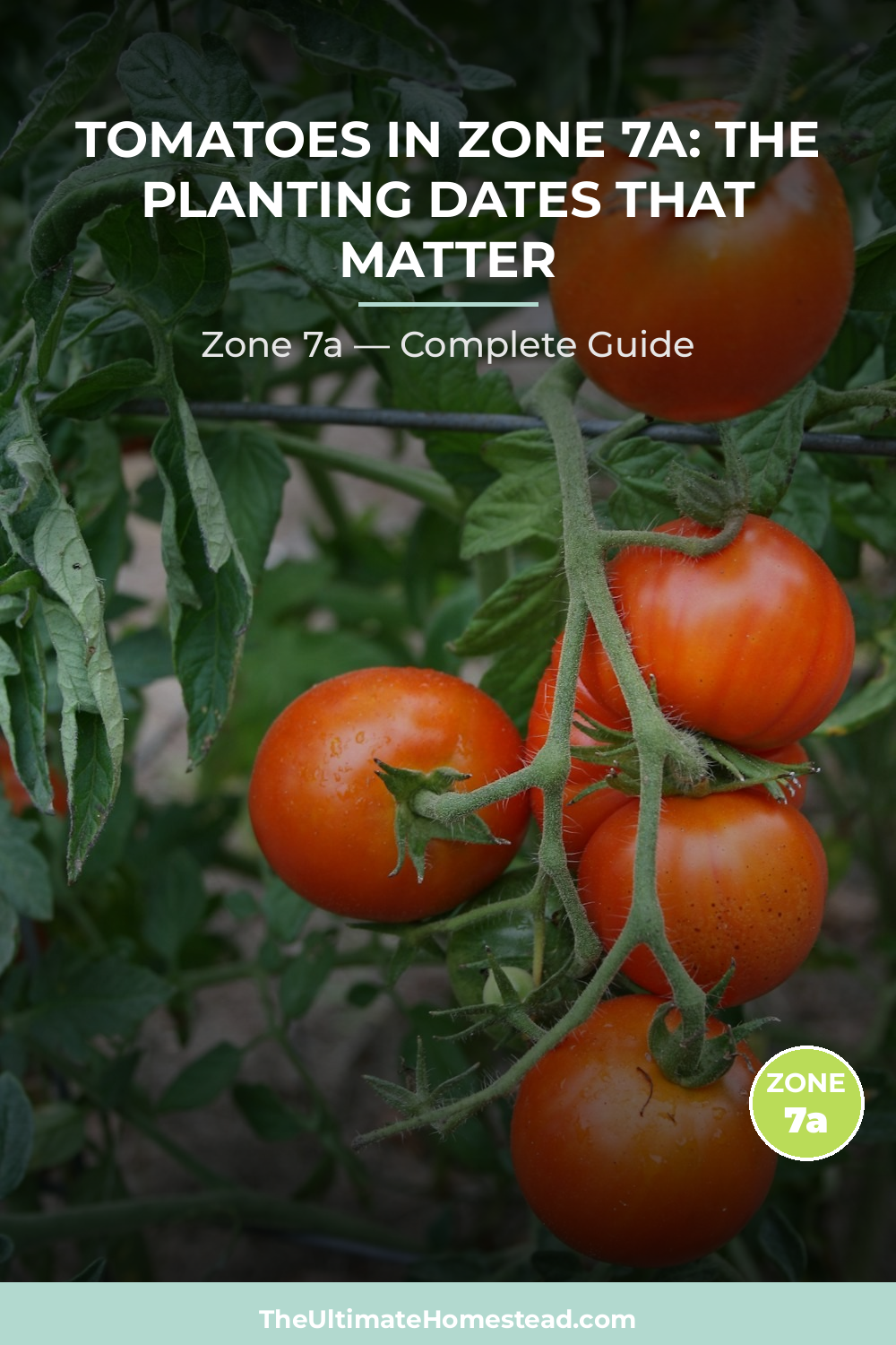 When to Plant Tomatoes in Zone 7a