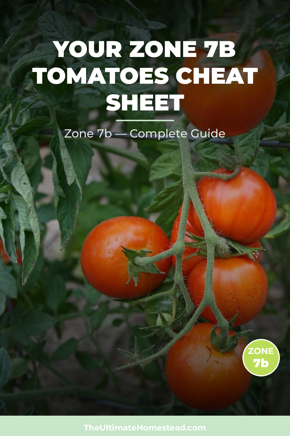 When to Plant Tomatoes in Zone 7b