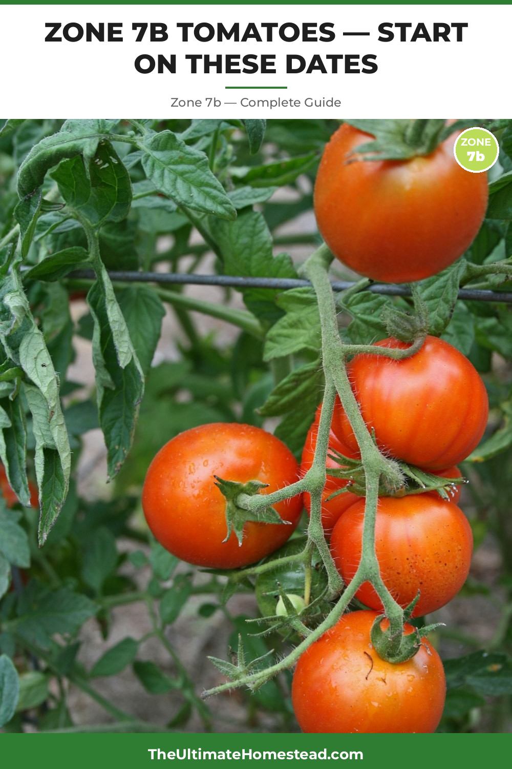 When to Plant Tomatoes in Zone 7b