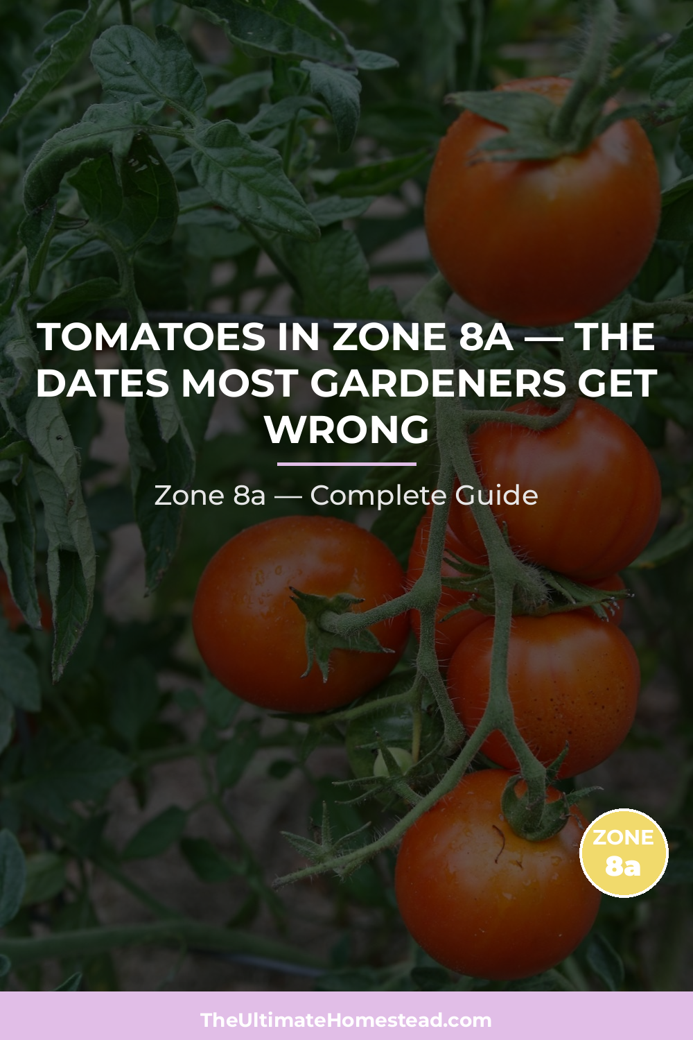 When to Plant Tomatoes in Zone 8a