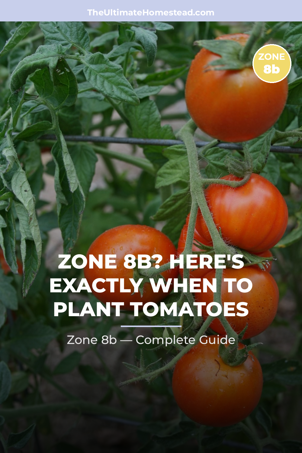 When to Plant Tomatoes in Zone 8b