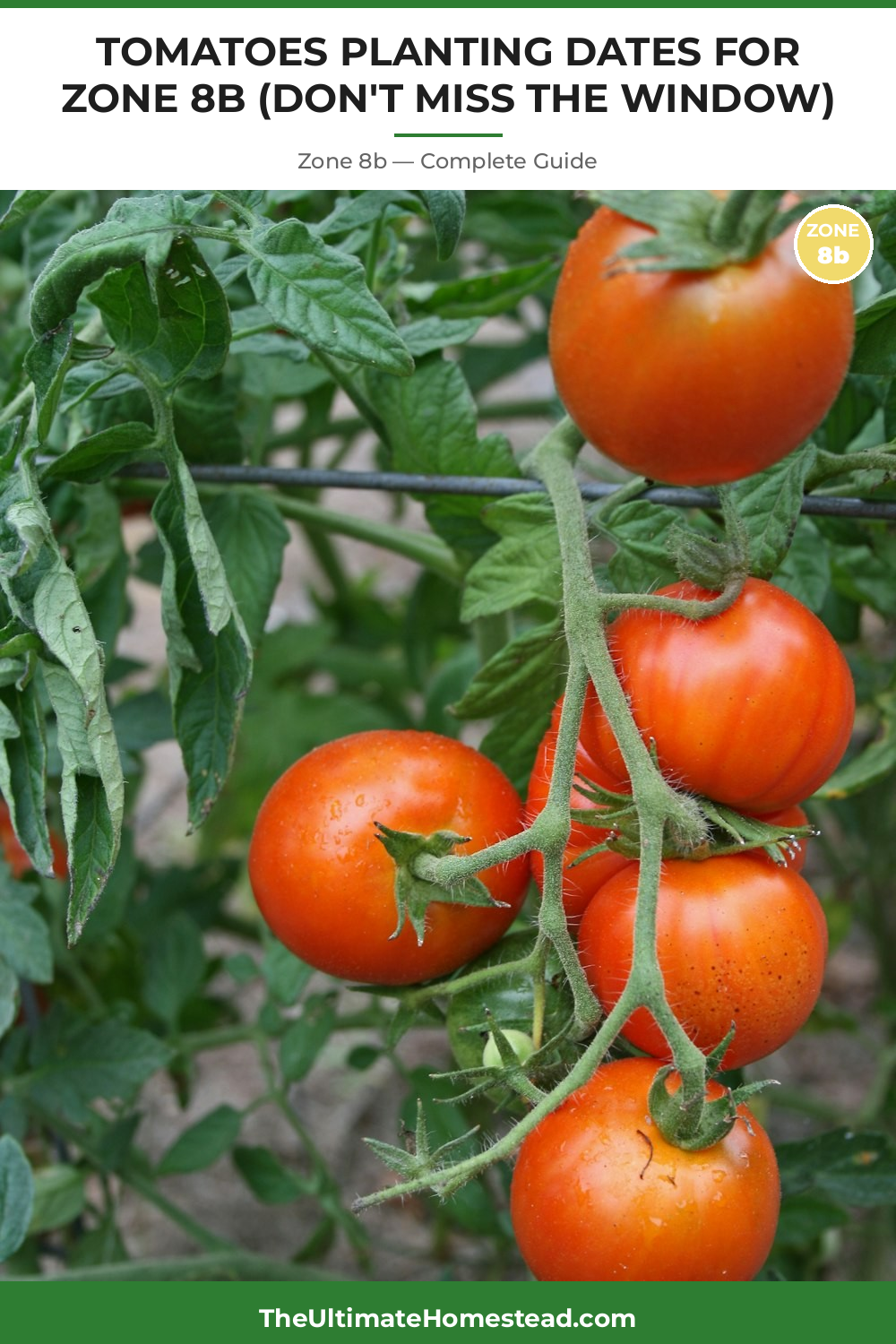 When to Plant Tomatoes in Zone 8b