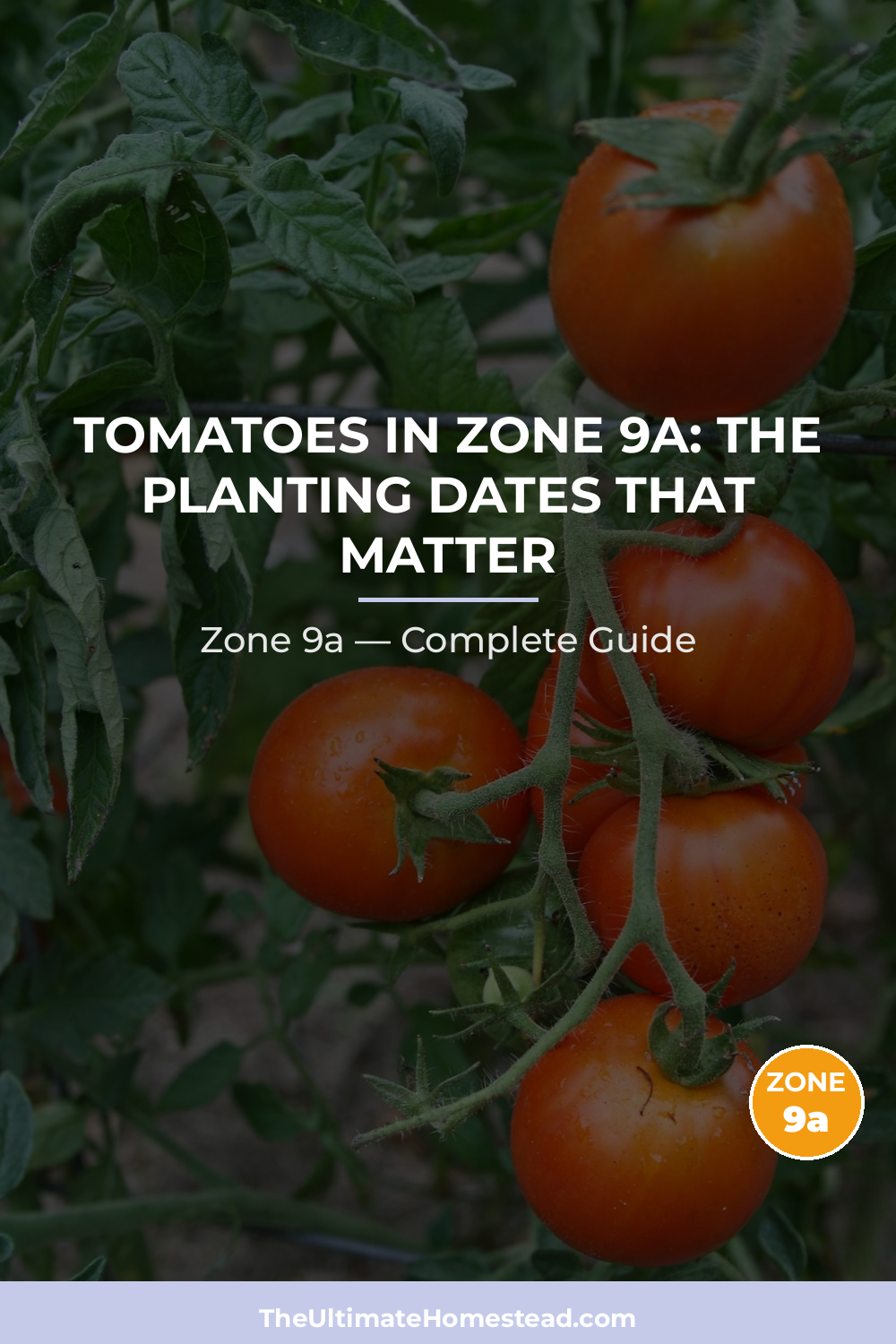 When to Plant Tomatoes in Zone 9a