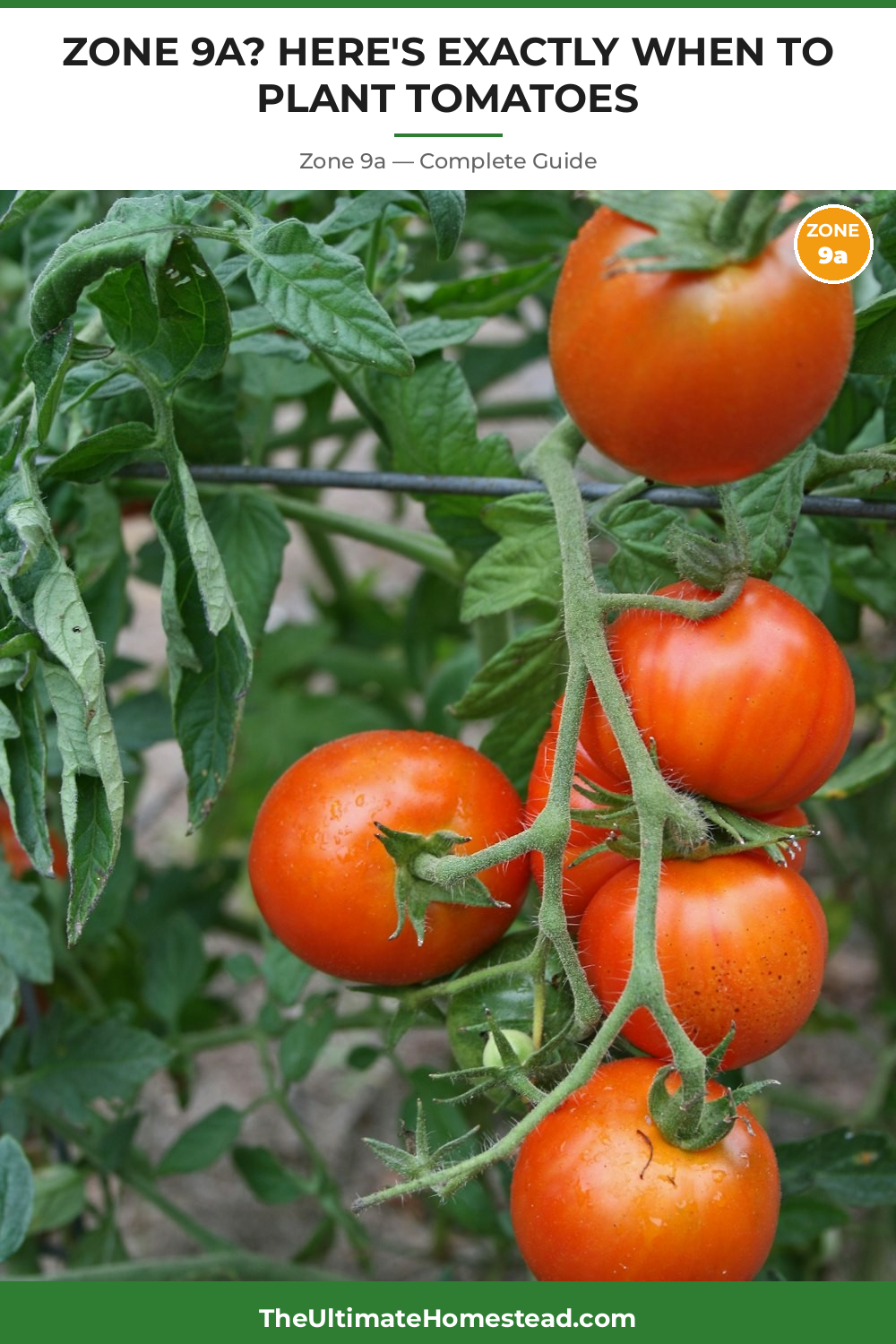When to Plant Tomatoes in Zone 9a