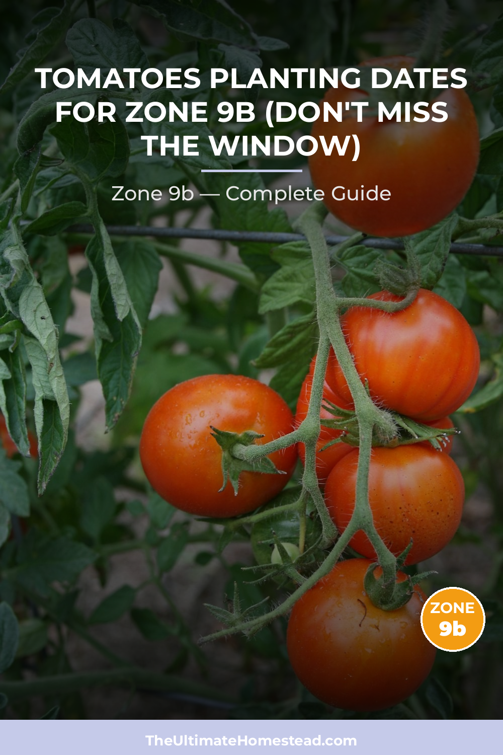 When to Plant Tomatoes in Zone 9b