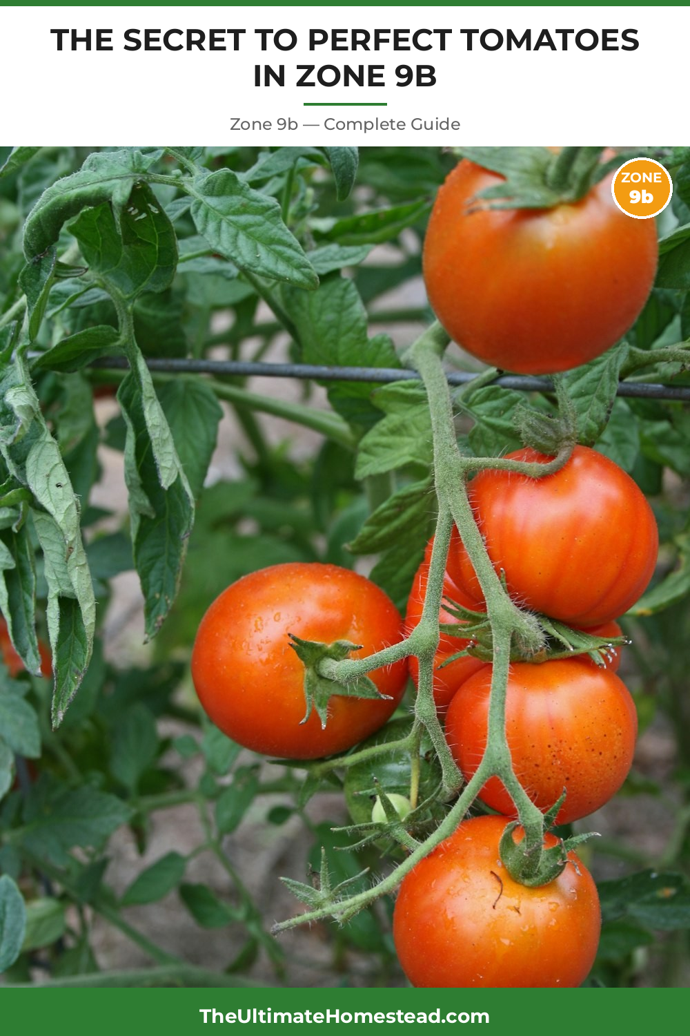 When to Plant Tomatoes in Zone 9b