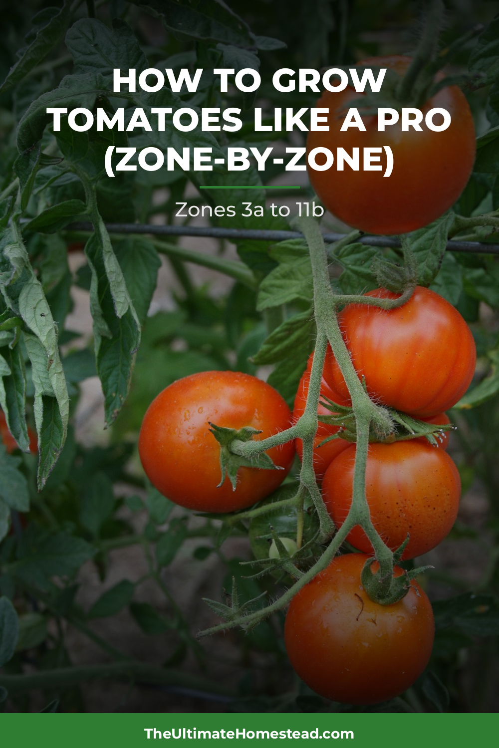 Tomatoes Planting Guide
