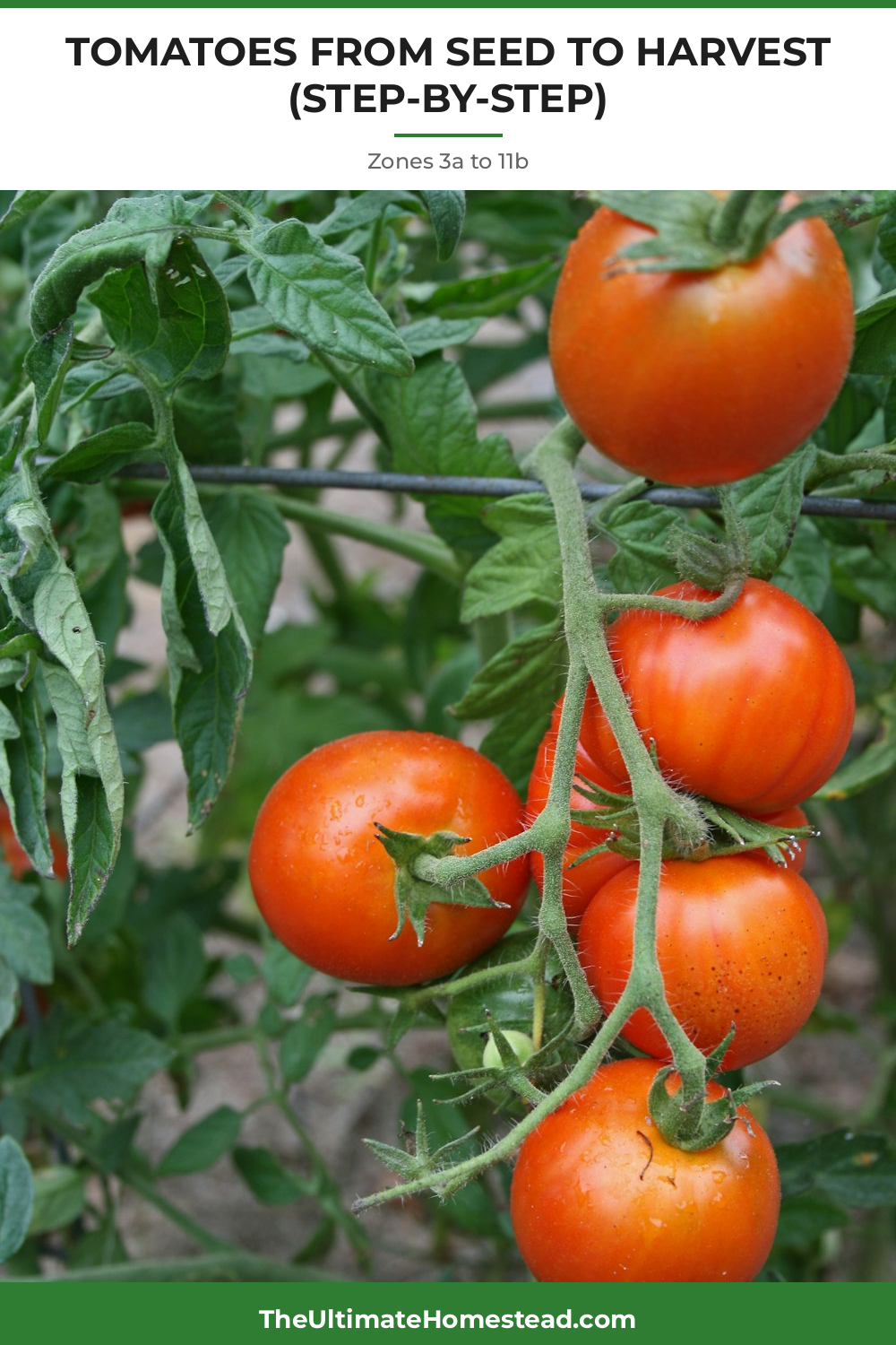 Tomatoes Planting Guide