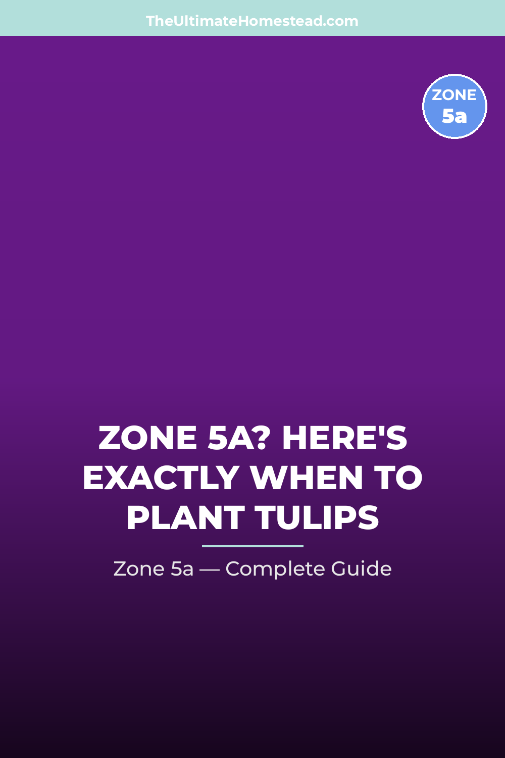 When to Plant Tulips in Zone 5a