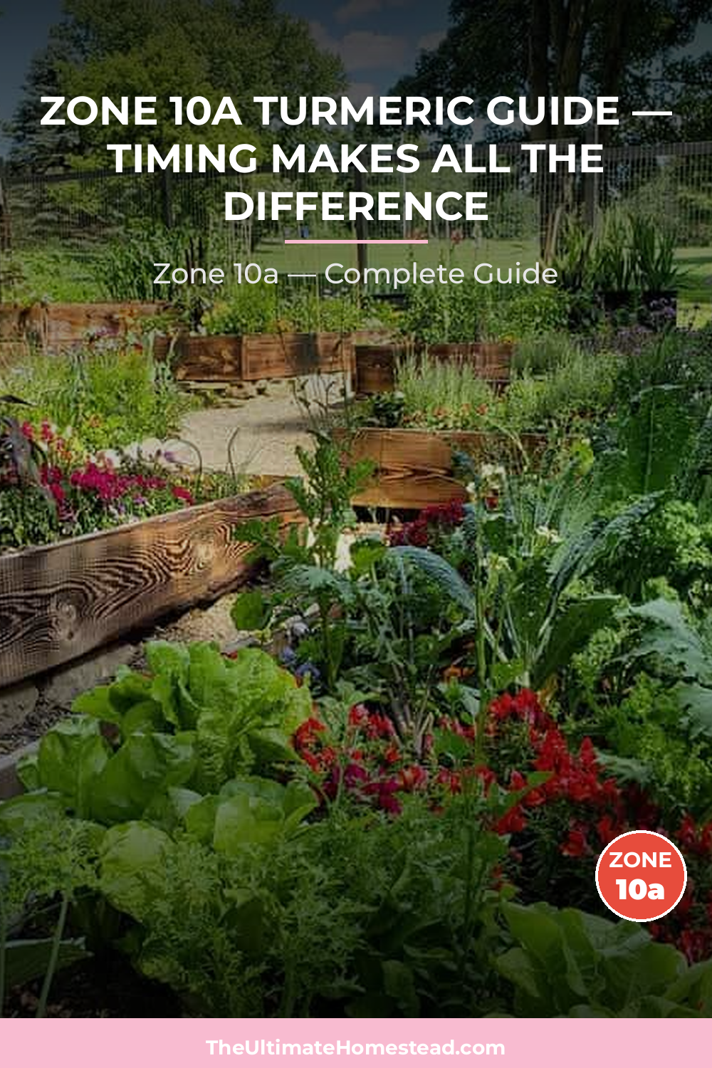 When to Plant Turmeric in Zone 10a