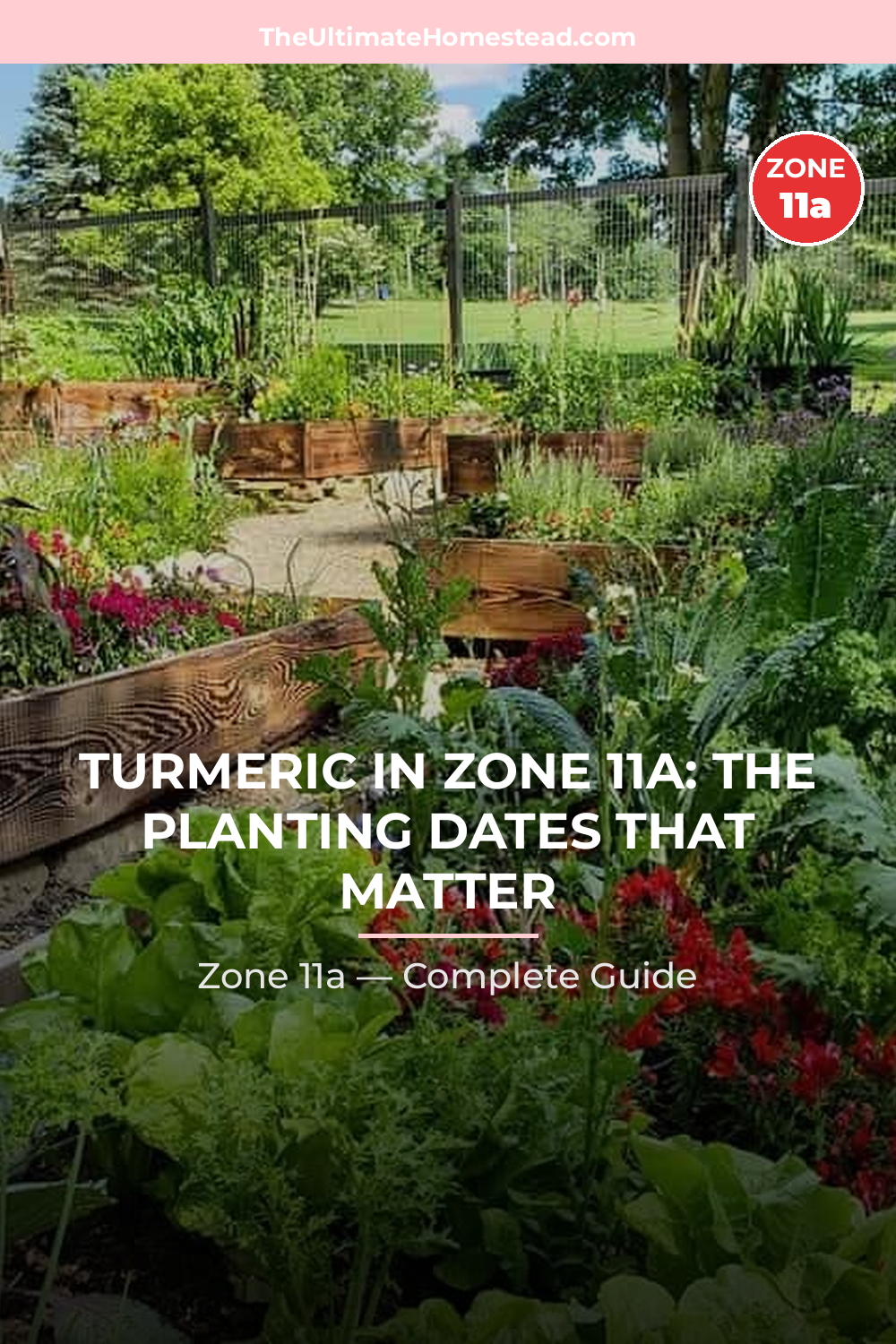 When to Plant Turmeric in Zone 11a
