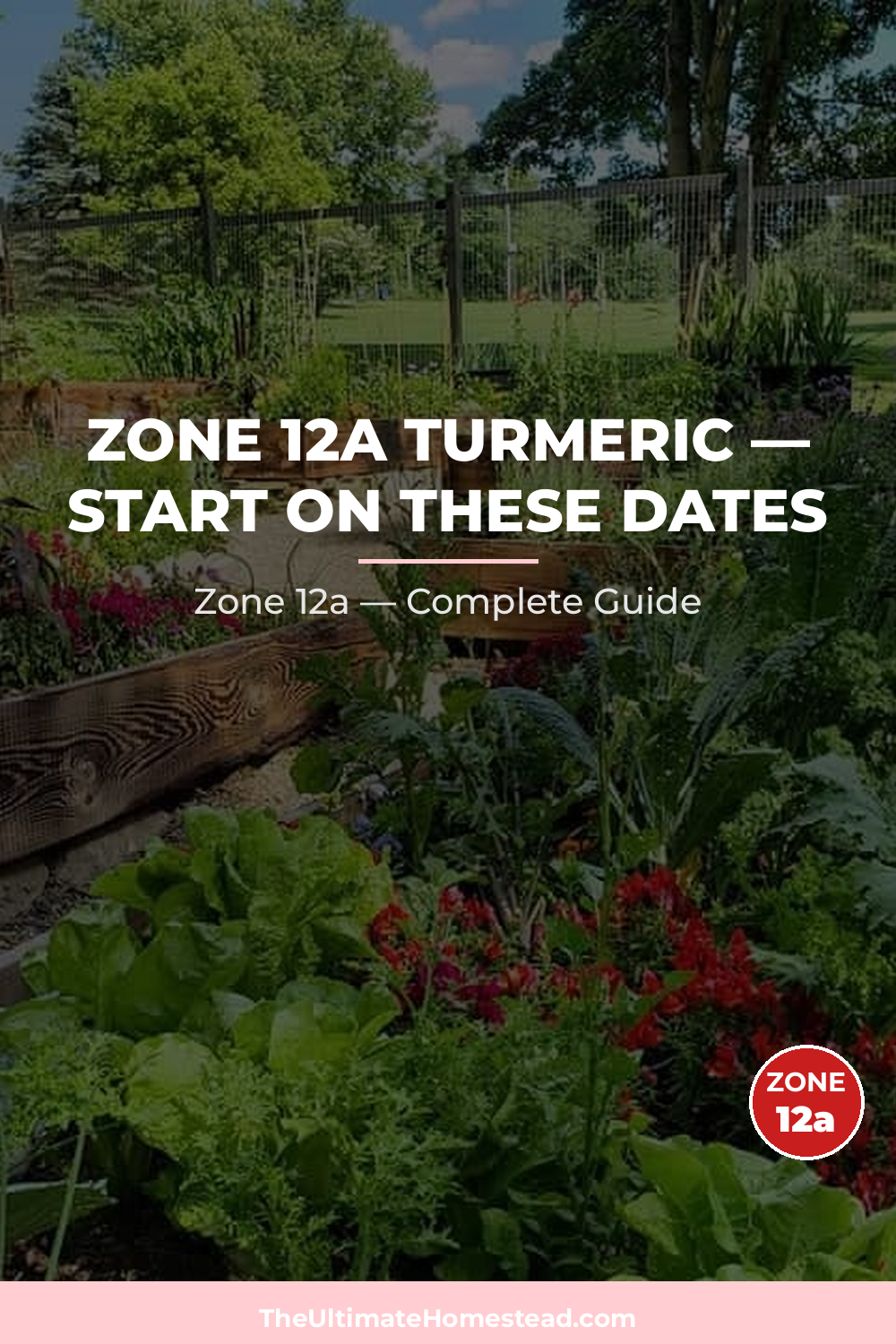 When to Plant Turmeric in Zone 12a