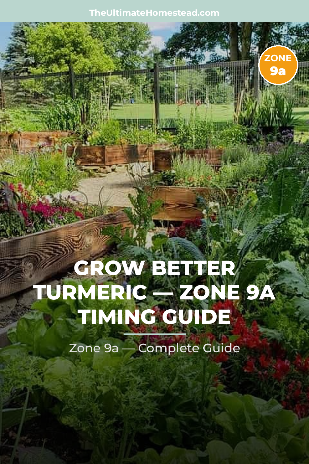 When to Plant Turmeric in Zone 9a