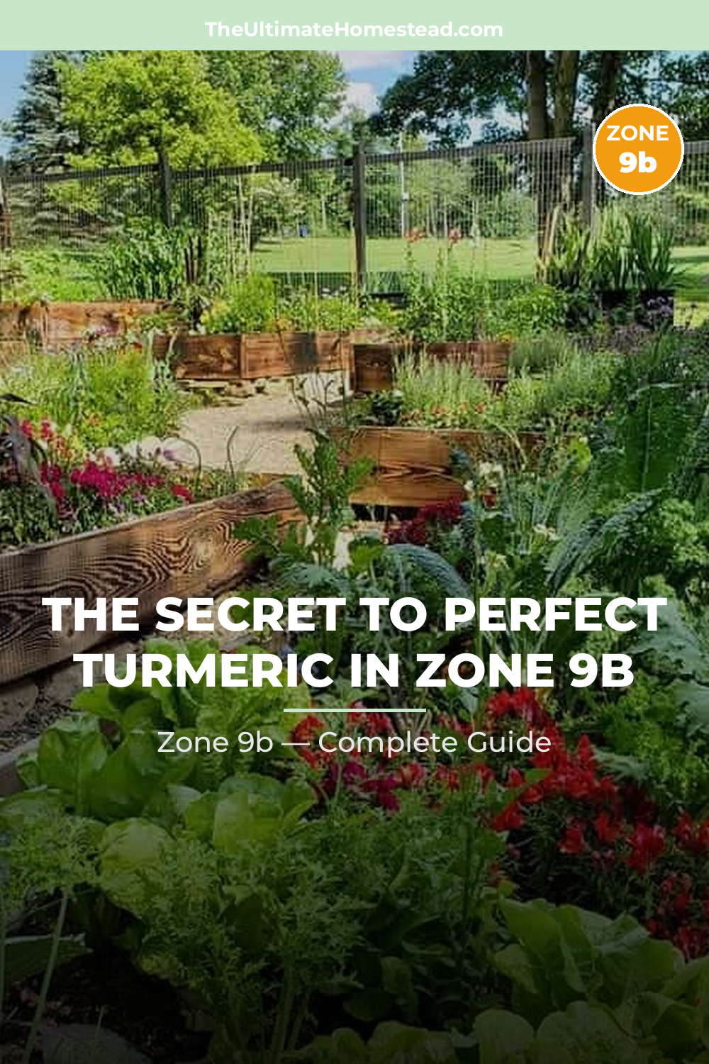 When to Plant Turmeric in Zone 9b