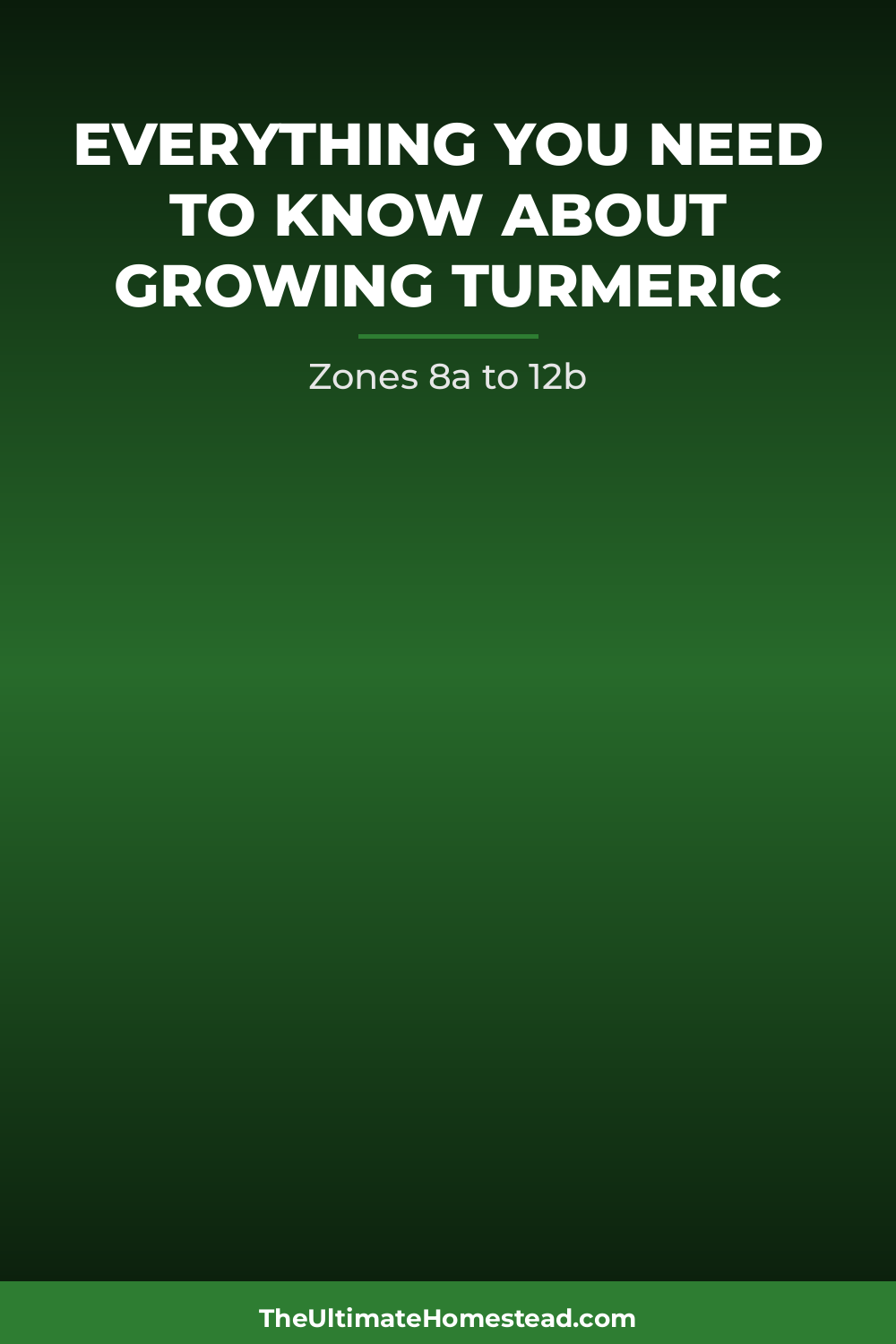Turmeric Planting Guide