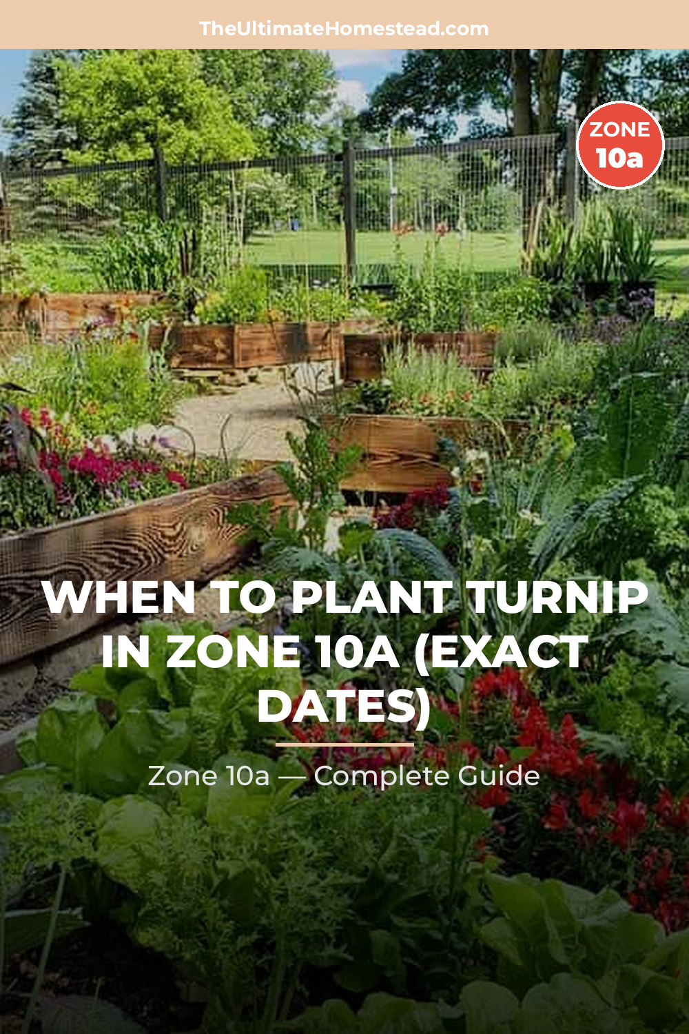 When to Plant Turnip in Zone 10a