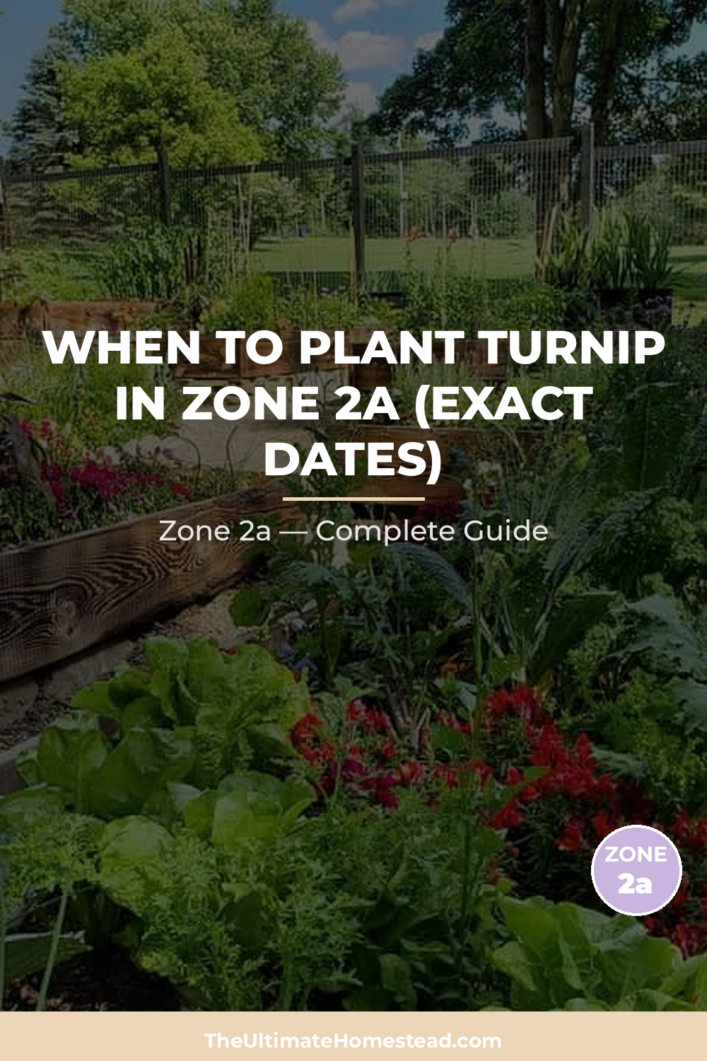When to Plant Turnip in Zone 2a