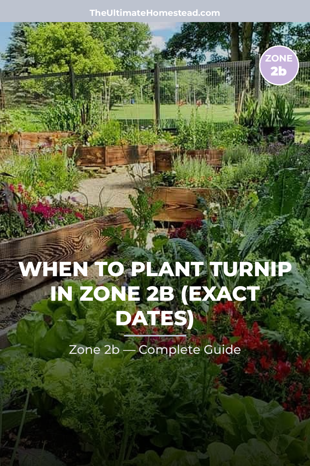 When to Plant Turnip in Zone 2b