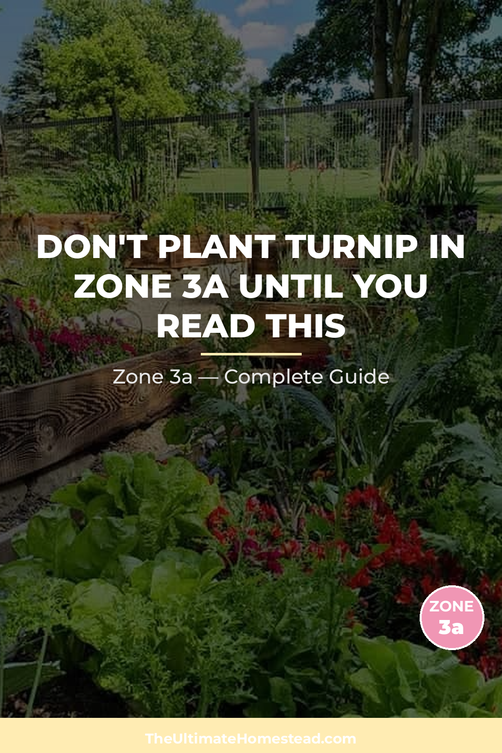 When to Plant Turnip in Zone 3a