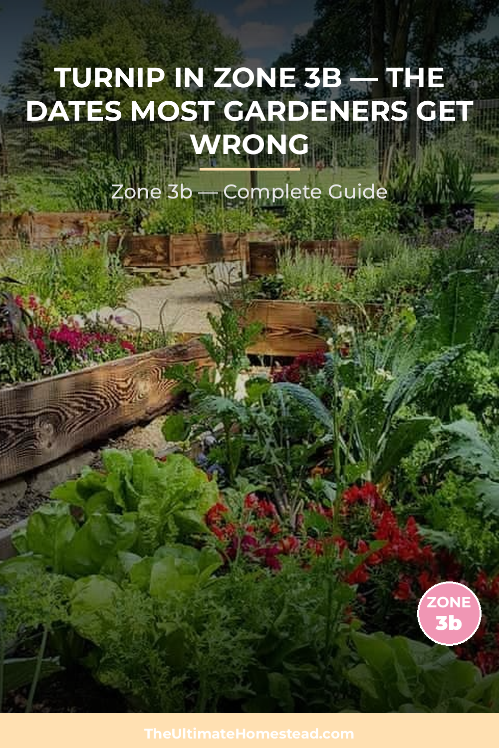 When to Plant Turnip in Zone 3b