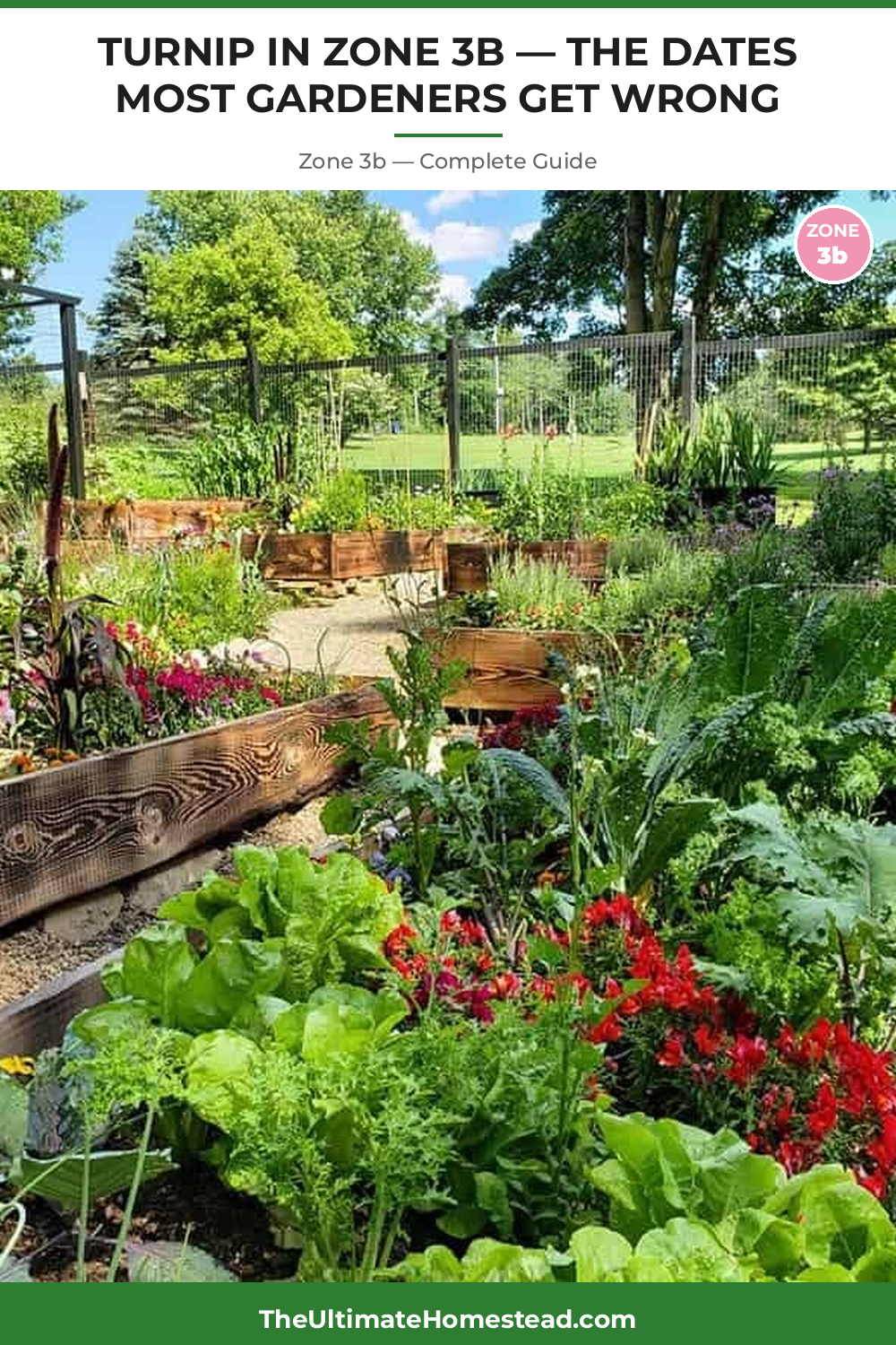 When to Plant Turnip in Zone 3b