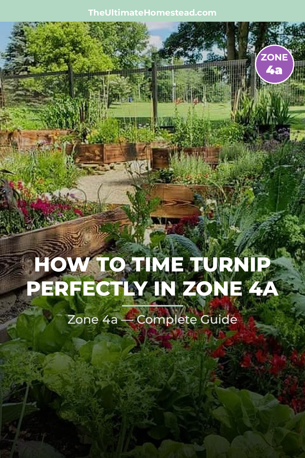 When to Plant Turnip in Zone 4a