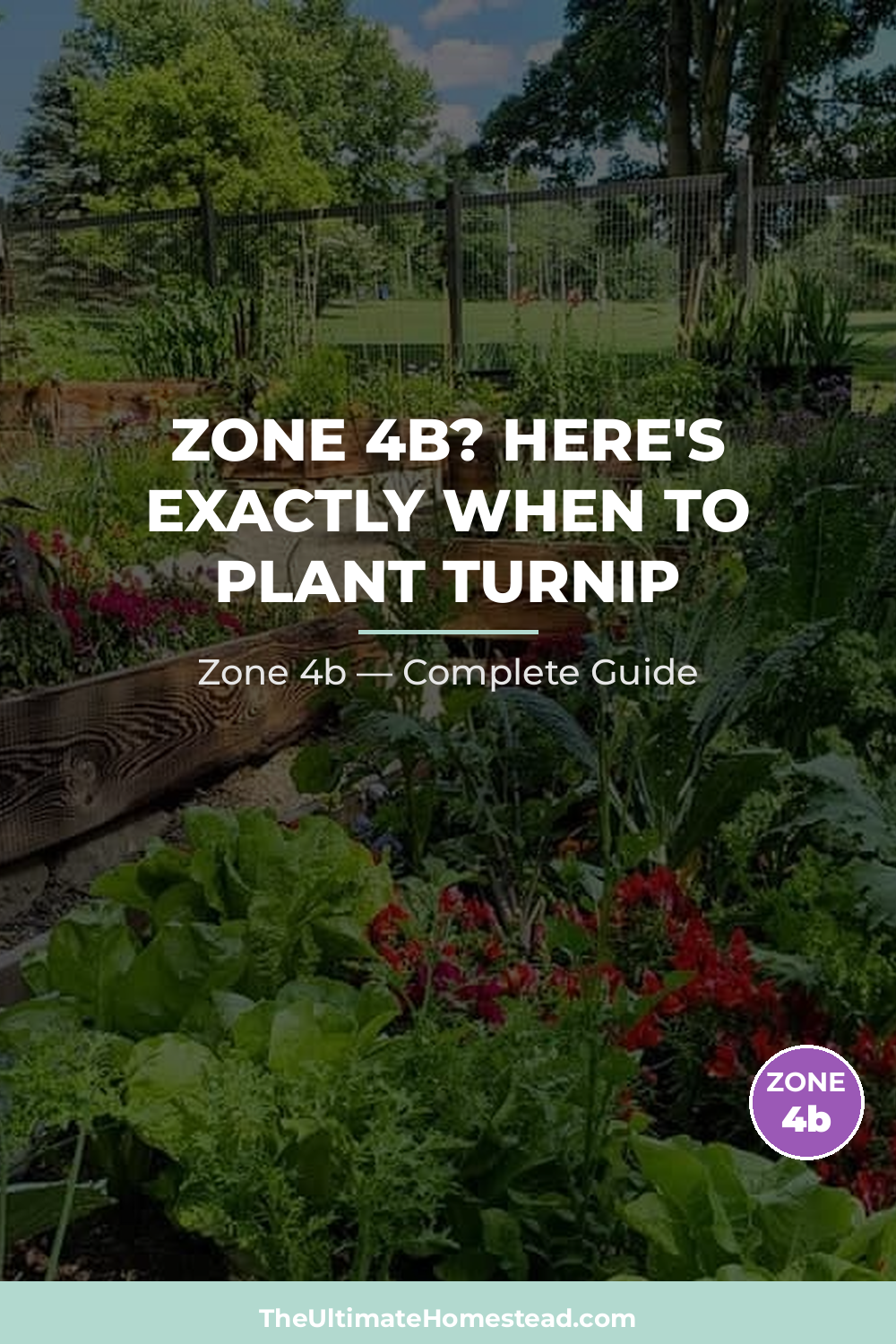 When to Plant Turnip in Zone 4b