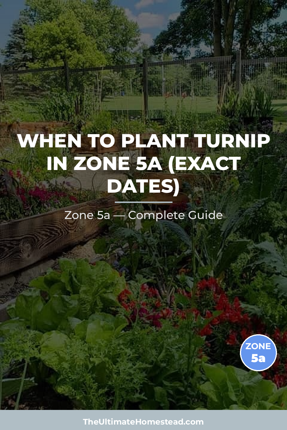 When to Plant Turnip in Zone 5a