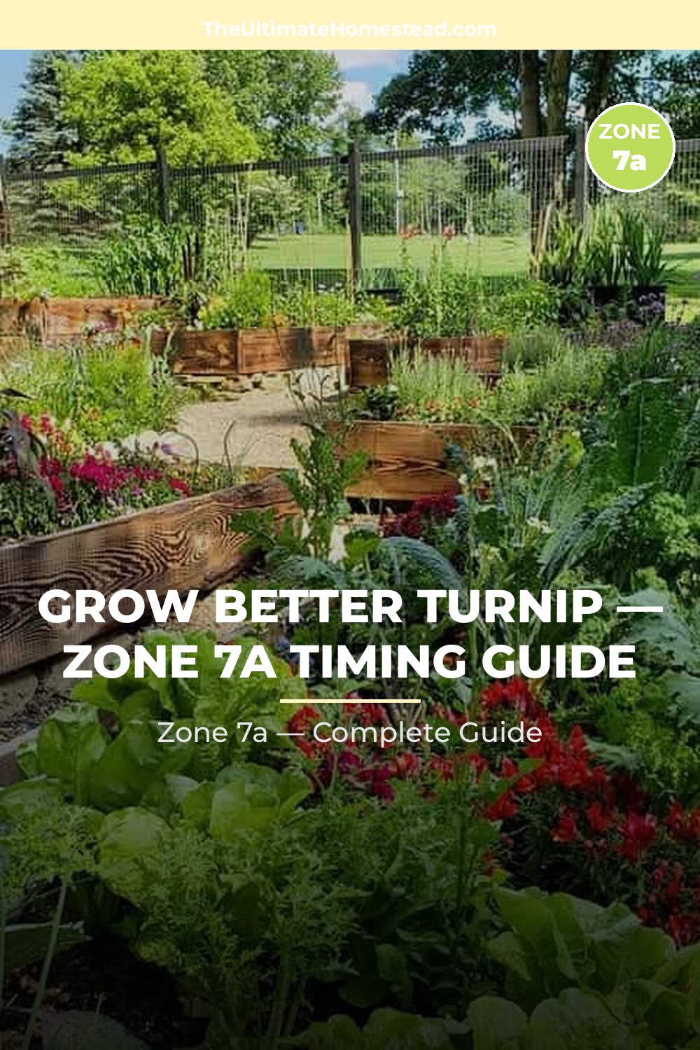 When to Plant Turnip in Zone 7a