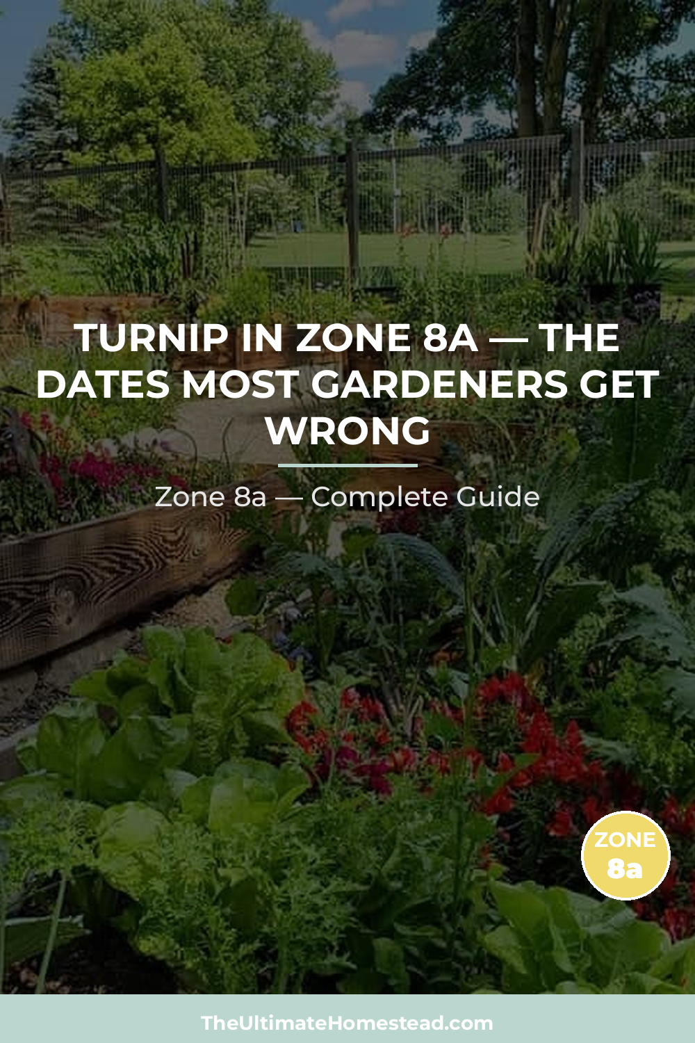 When to Plant Turnip in Zone 8a
