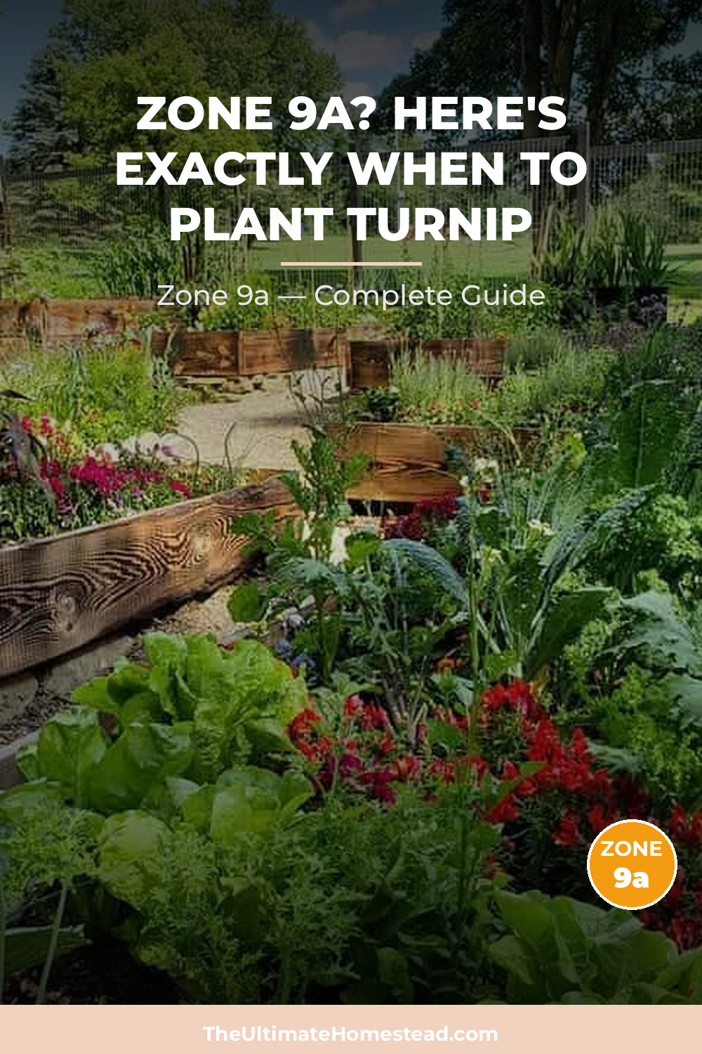 When to Plant Turnip in Zone 9a