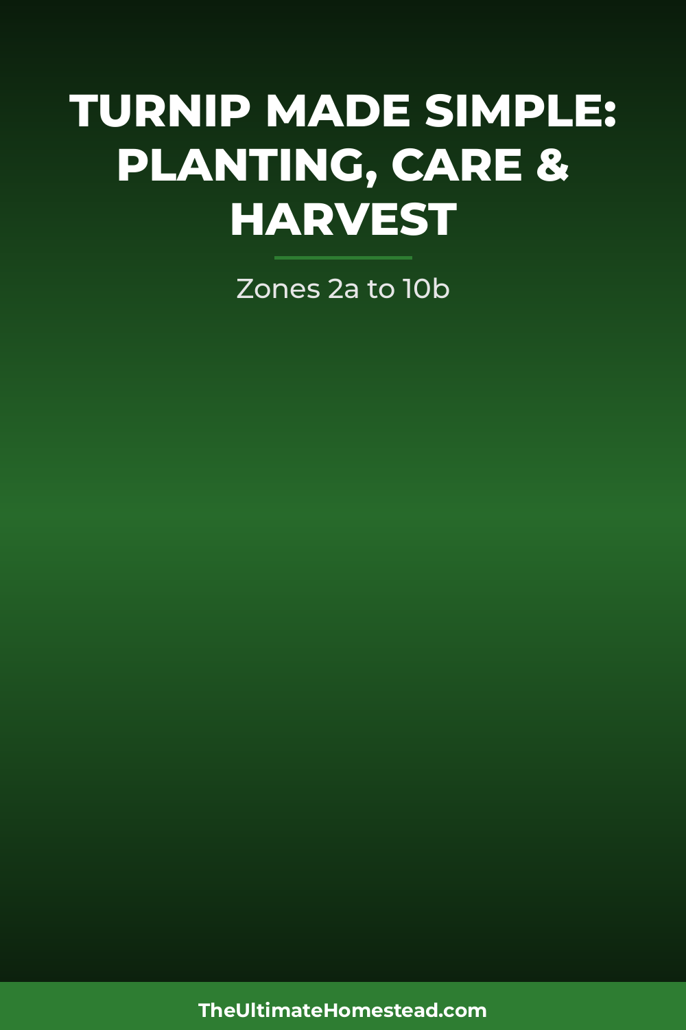 Turnip Planting Guide
