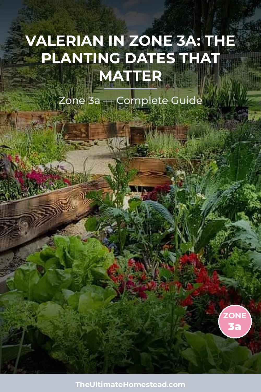 When to Plant Valerian in Zone 3a