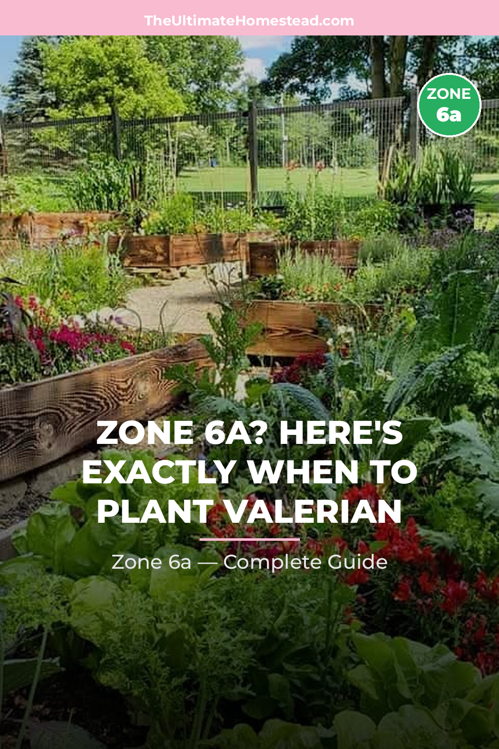 When to Plant Valerian in Zone 6a