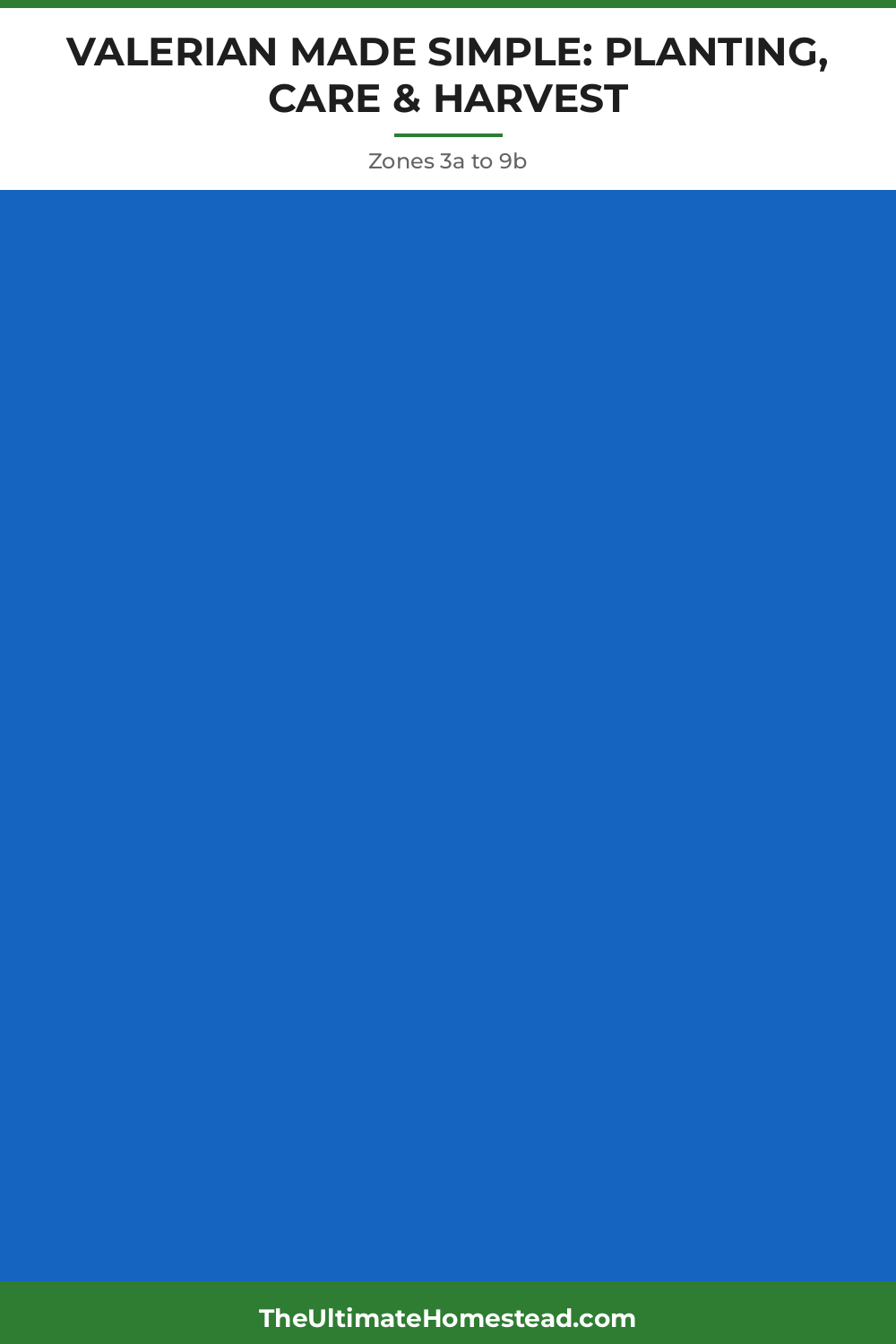 Valerian Planting Guide