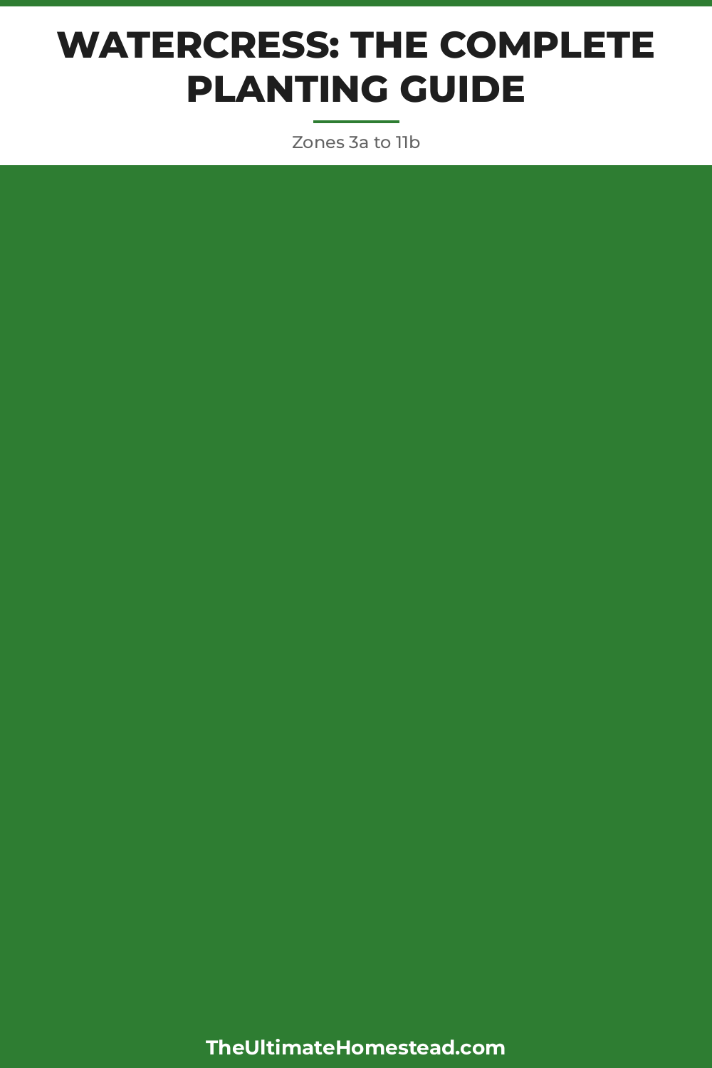 Watercress Planting Guide
