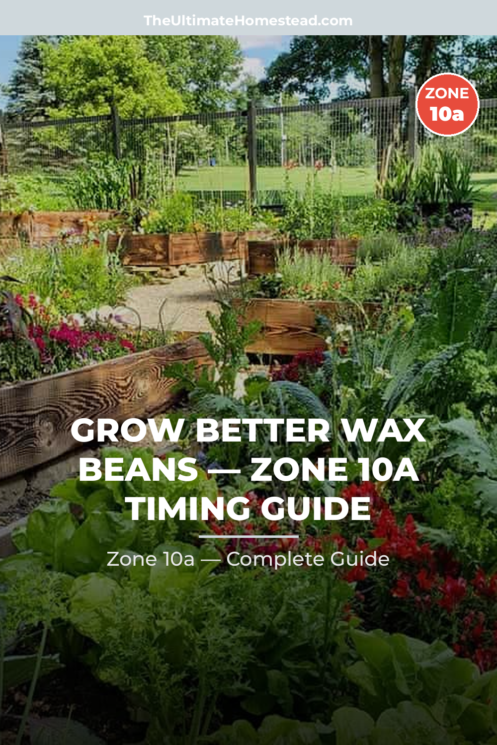 When to Plant Wax Beans in Zone 10a