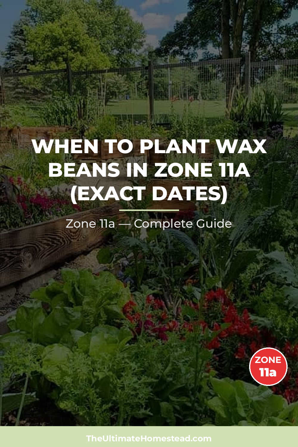 When to Plant Wax Beans in Zone 11a