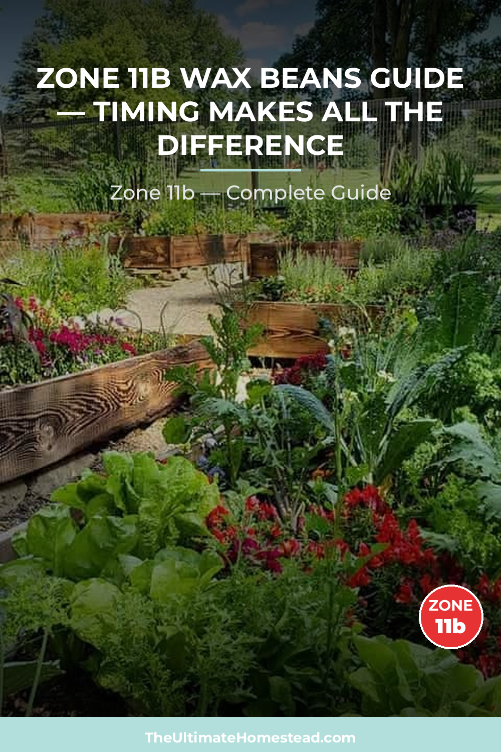 When to Plant Wax Beans in Zone 11b