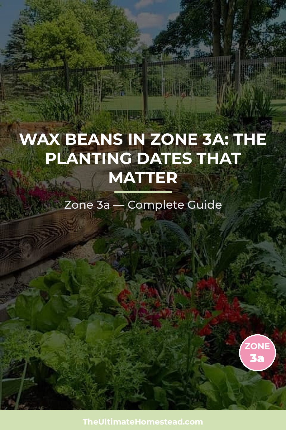 When to Plant Wax Beans in Zone 3a