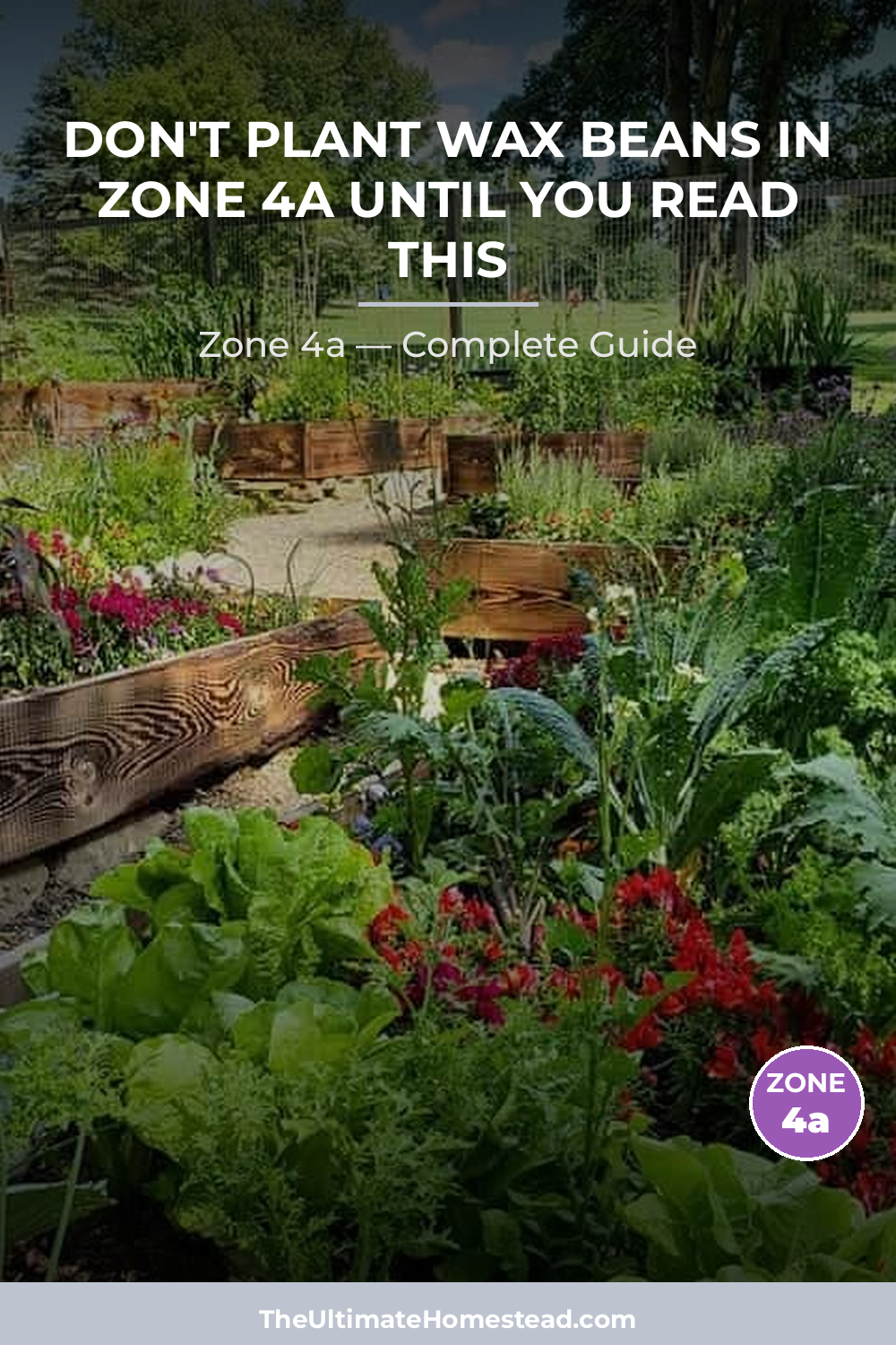 When to Plant Wax Beans in Zone 4a