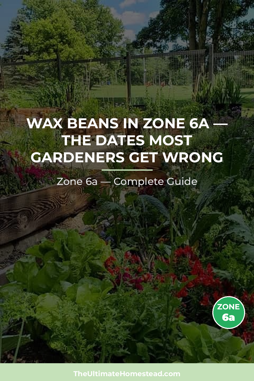 When to Plant Wax Beans in Zone 6a