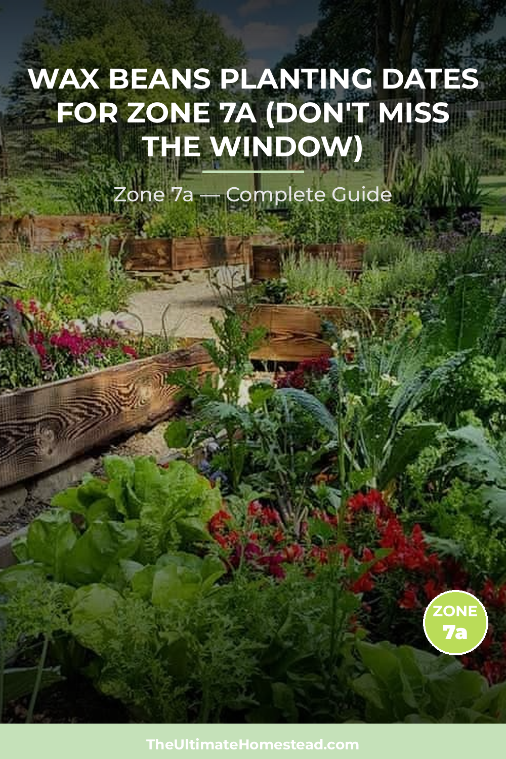 When to Plant Wax Beans in Zone 7a