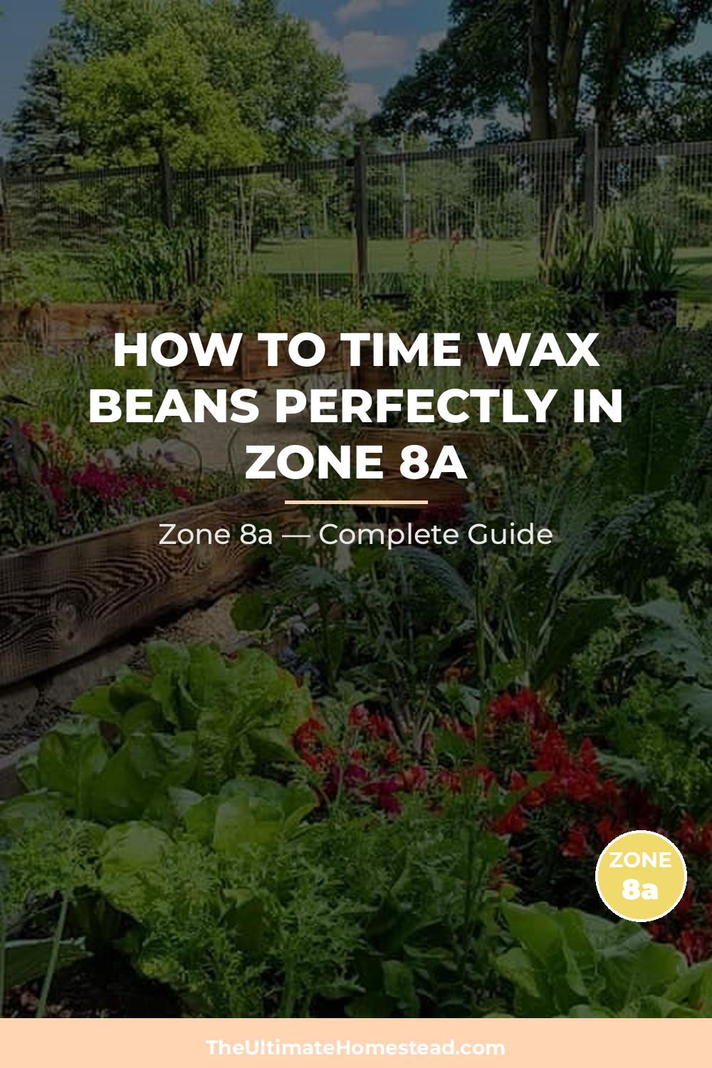When to Plant Wax Beans in Zone 8a