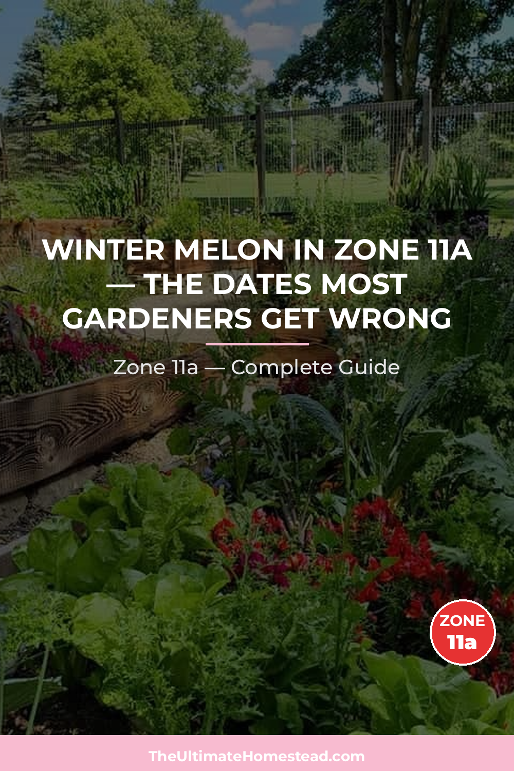 When to Plant Winter Melon in Zone 11a