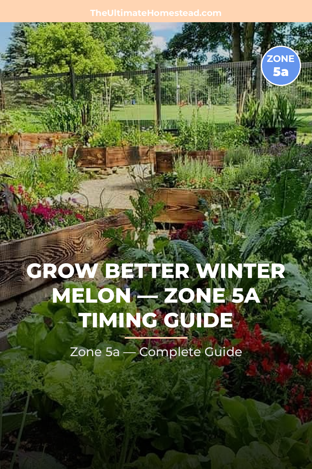When to Plant Winter Melon in Zone 5a