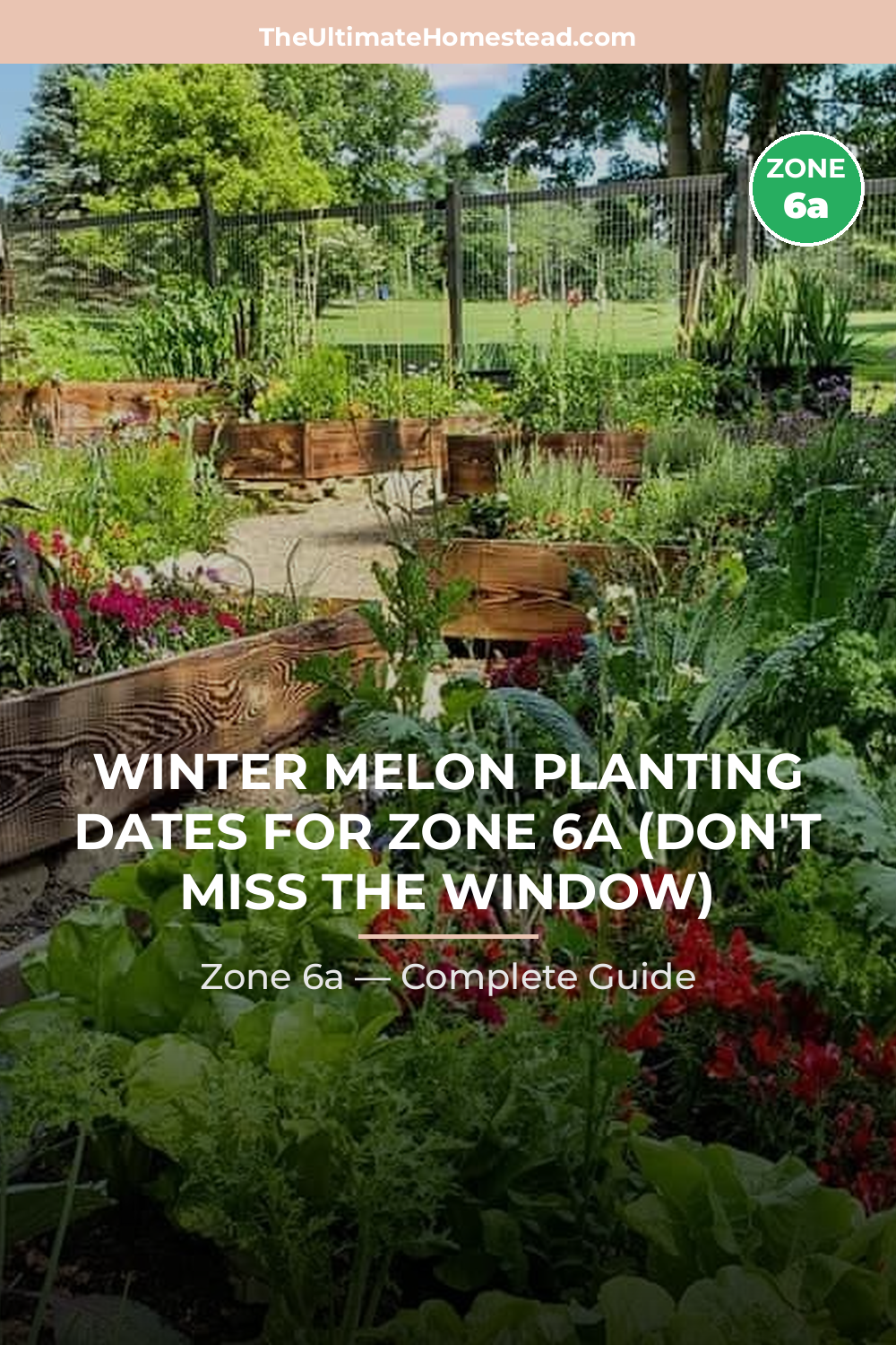 When to Plant Winter Melon in Zone 6a