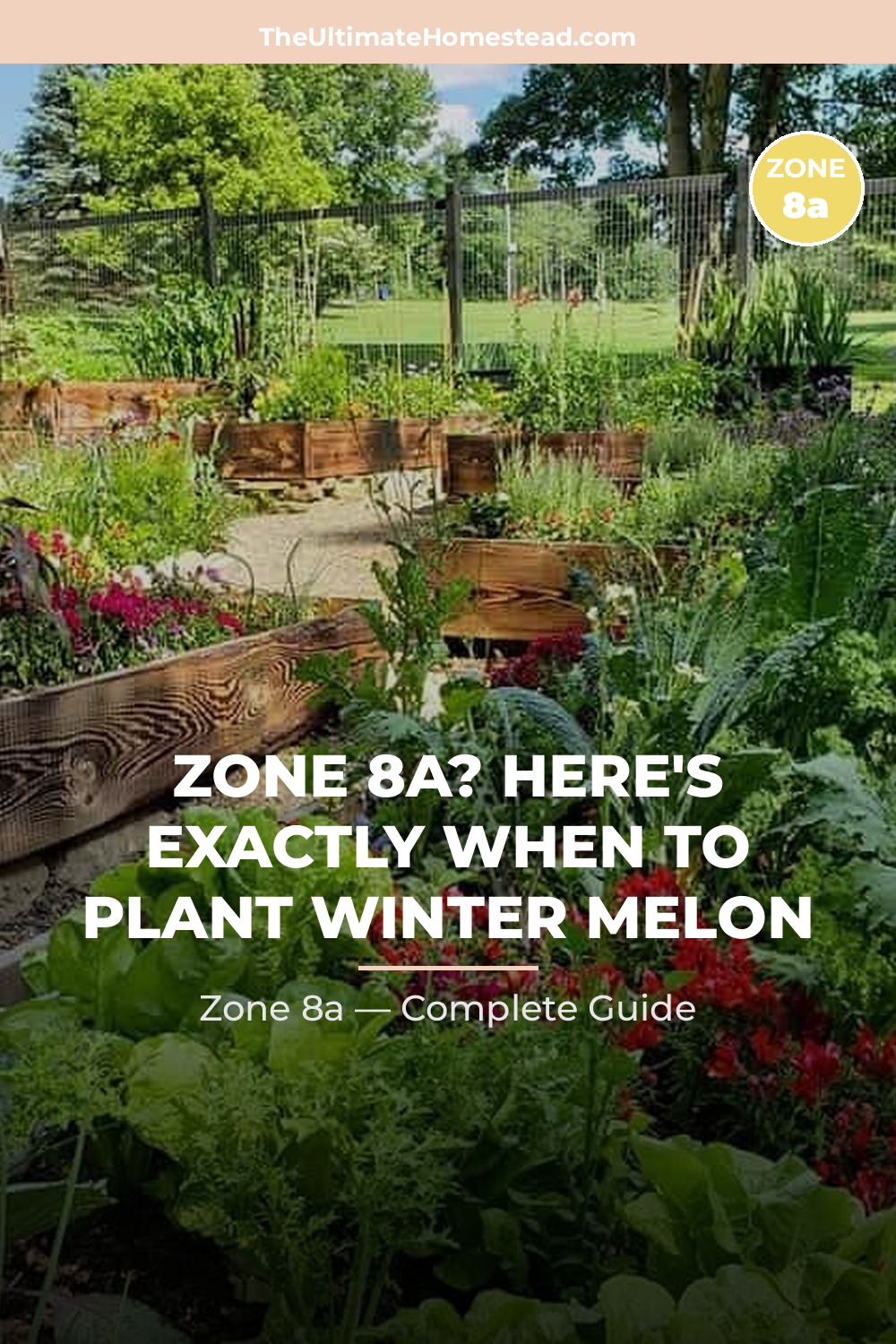 When to Plant Winter Melon in Zone 8a